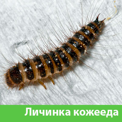 Личинка Кожееда в Люберцах