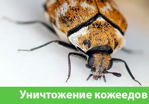 Обработка от кожееда в городе Люберцы 