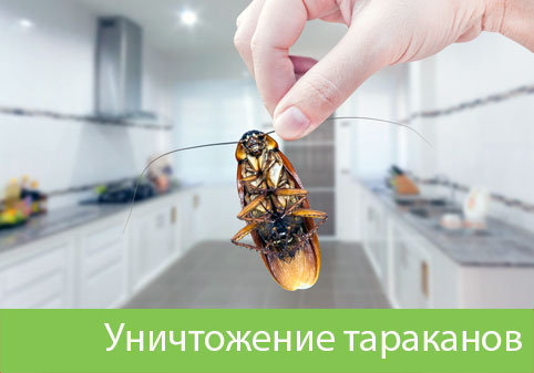 Уничтожение тараканов в городе Люберцы